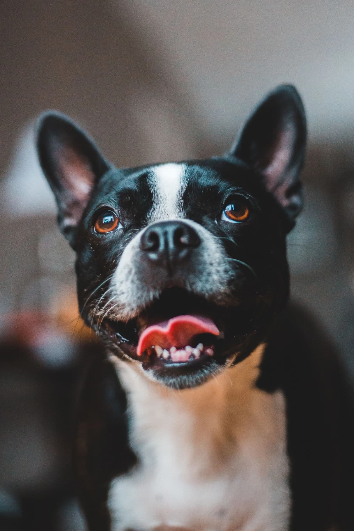 Apartamento que aceita pet em Curitiba